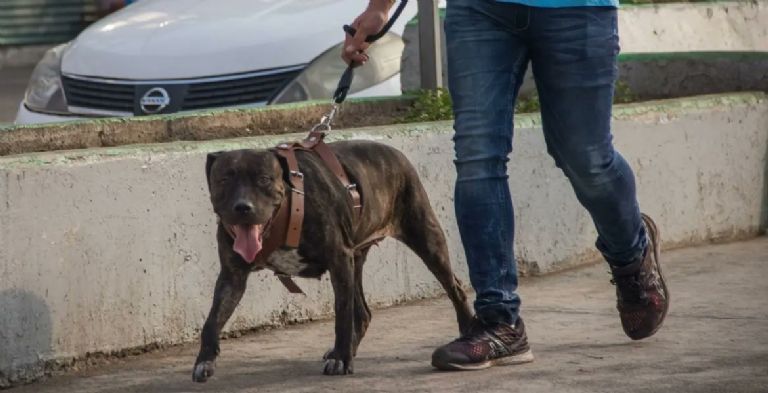 Paseadores de perros en CDMX
