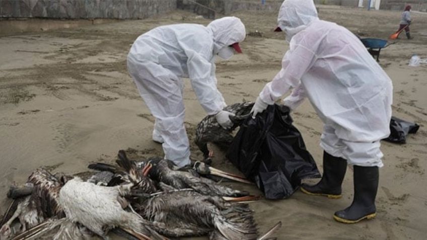 ¿Nueva pandemia a la vista? OMS se pronuncia por vacuna contra gripe aviar para humanos