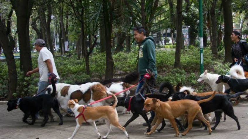 Primero las mascotas; buscan regular y capacitar a paseadores de perros en CDMX