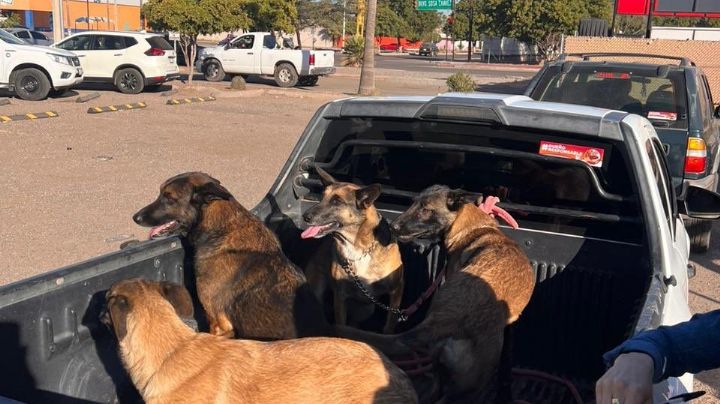 Sector Salud refuerza medidas antirrábicas ante alerta por caso detectado; biológico se aplica aquí