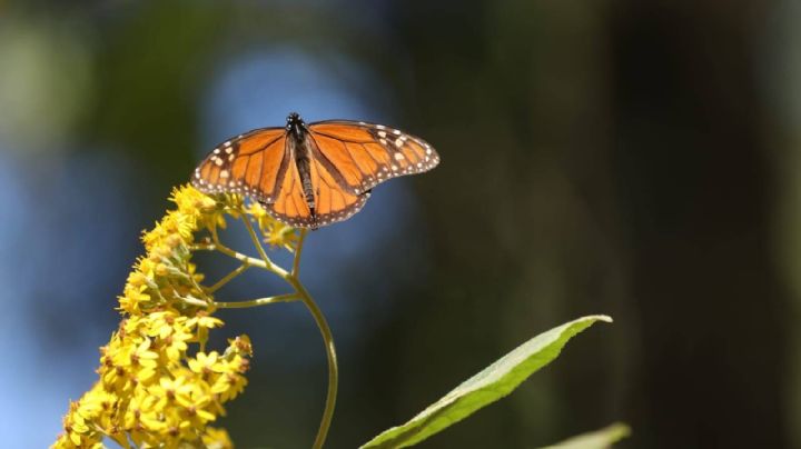 Visita el Santuario de la Mariposa Monarca en Edomex y protege a esta especie