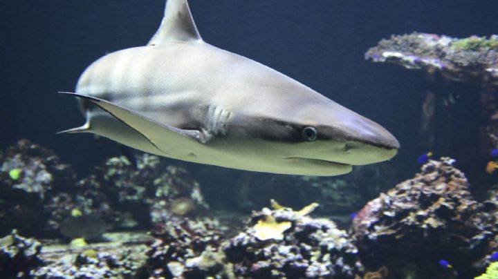 (FOTO) De no creer: Tiburón aparece muerto y congelado en playa de EU tras intensa ola de frío
