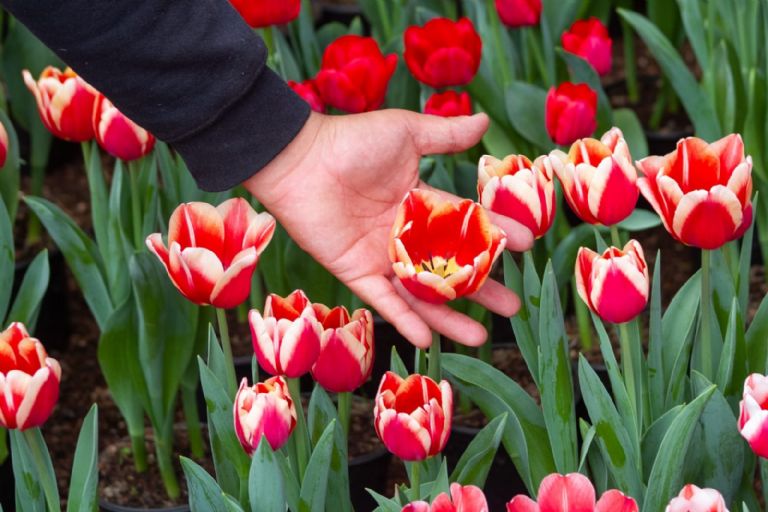 Venta de tulipanes en CDMX