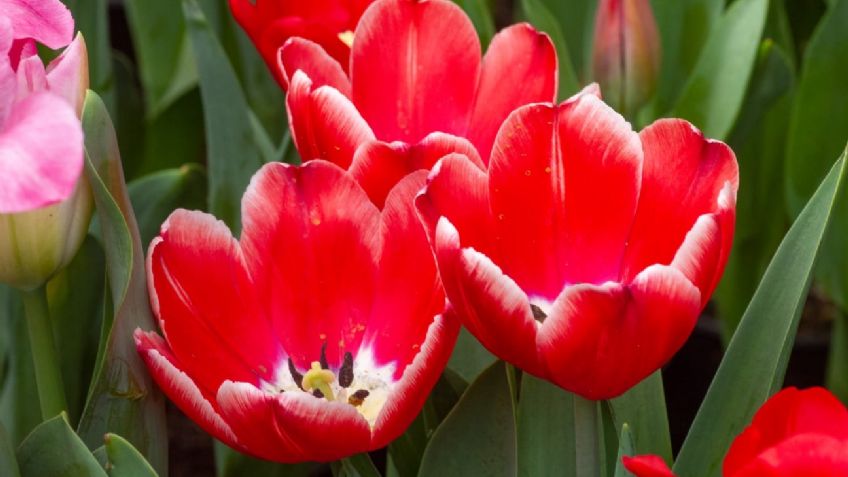 Este 14 de febrero compra tulipanes y apoya a productores de la Ciudad de México