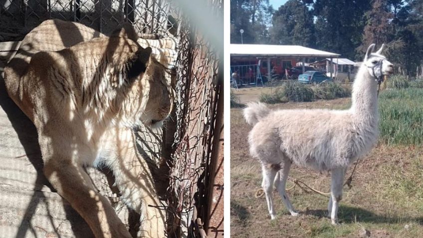 Tras cateo a vivienda, aseguran animales exóticos sin documentación; hay un detenido