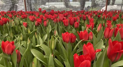 Encuentra las mejores flores para este 14 febrero en la Ciudad de México y el Edomex