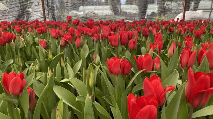 Encuentra las mejores flores para este 14 febrero en la Ciudad de México y el Edomex