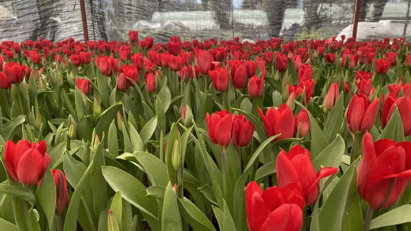 Encuentra las mejores flores para este 14 febrero en la Ciudad de México y el Edomex