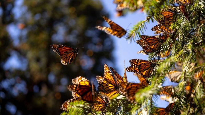 ¡Todavía hay tiempo! Visita los santuarios de la Mariposa Monarca en Edomex