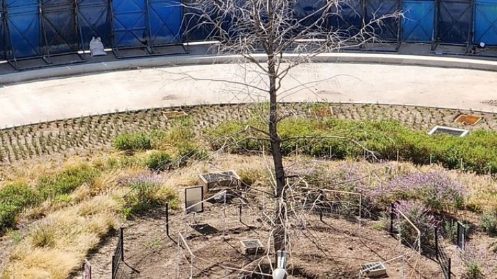 Tras retiro de Paseo de la Reforma confirman que el ahuehuete sigue con vida y definen su futuro