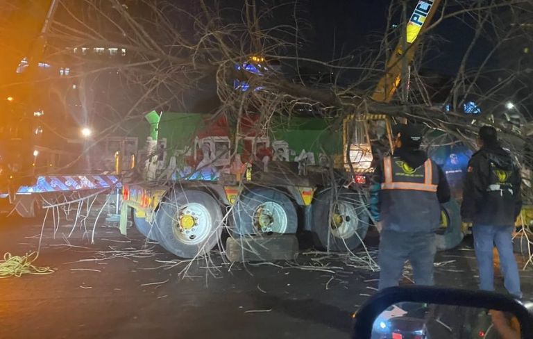 Traslado del ahuehuete de Paseo de la Reforma