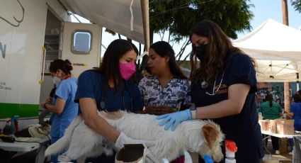 Realizan mega jornada de esterilización de mascotas en Tlalpan tras petición de un niño Scout