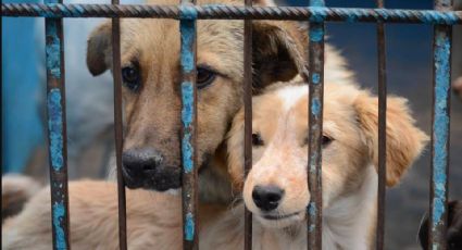 Insólito: Tras denuncia ciudadana, aseguran veterinaria en San Luis Potosí; era carnicería clandestina