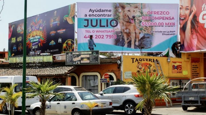 El Gobierno Municipal de de Zihuatanejo se une a la búsqueda de 'Julio', la mascota de una familia