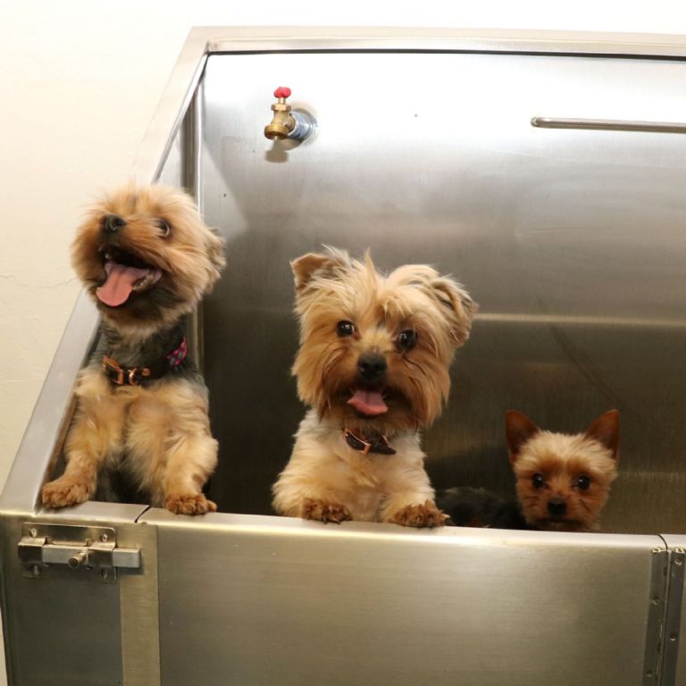 Nueva clínica veterinaria en la Cuauhtémoc