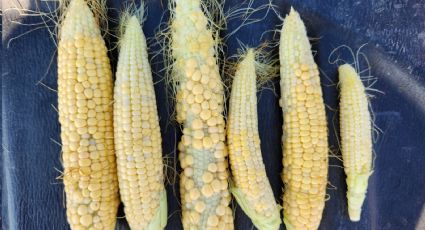 La Ciudad de México busca rescatar al maíz y capacita a productores para cultivarlo y protegerlo