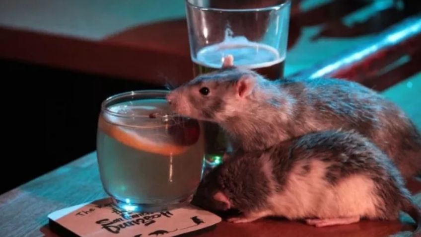 FUERTE FOTO: Pareja de Nueva York encuentra una rata muerta en su comida; terminan en el hospital