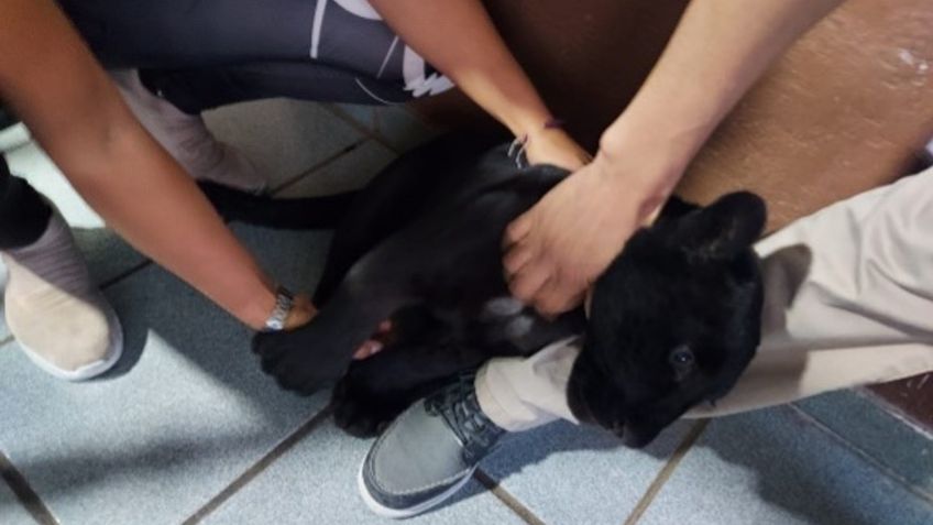 A salvo: Tras denuncia de la actriz de Televisa, Sandra Echeverría, Profepa asegura a una pantera