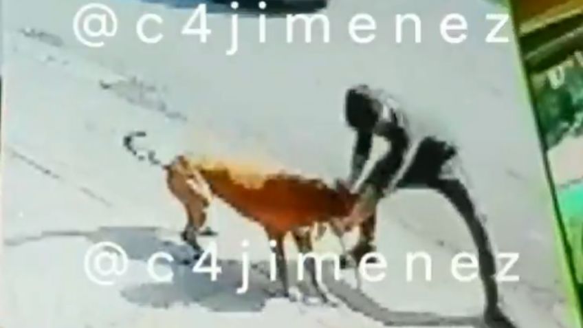 Fiscalía de la CDMX investiga muerte de sujeto tras ataque de un perro en la GAM