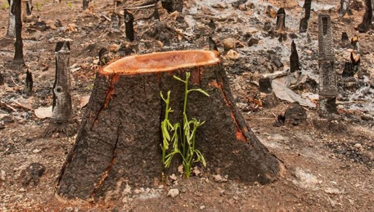 Tala ilegal de árboles en CDMX