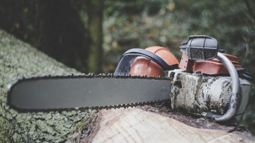 Tala ilegal en la Ciudad de México: Ordenan a Profepa a informar el número de árboles cortados