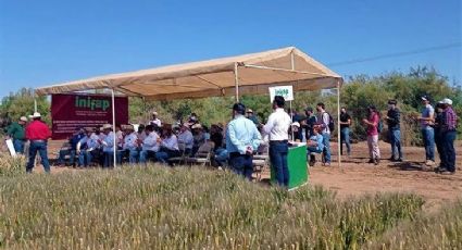 Fiesta en el sur de Sonora: Celebran hoy miércoles 22 de marzo tradicional Día del Agricultor 2023