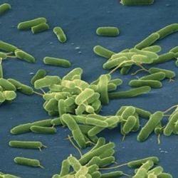 Científicos de EU predicen que la cantidad de bacterias carnívoras se duplicaría para el año 2040