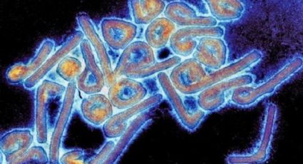 Tanzania: 5 personas mueren tras contagiarse del virus de Marburgo; la OMS espera contener el virus