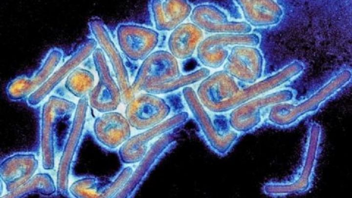 Tanzania: 5 personas mueren tras contagiarse del virus de Marburgo; la OMS espera contener el virus