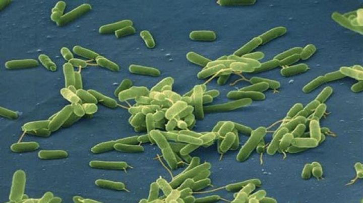 Científicos de EU predicen que la cantidad de bacterias carnívoras se duplicaría para el año 2040
