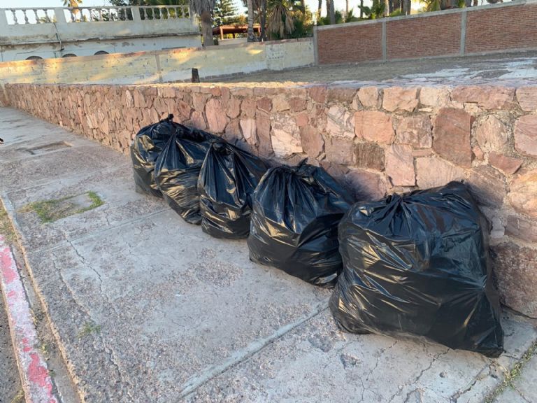 La busara es recogida y colocada dentro de bolsas