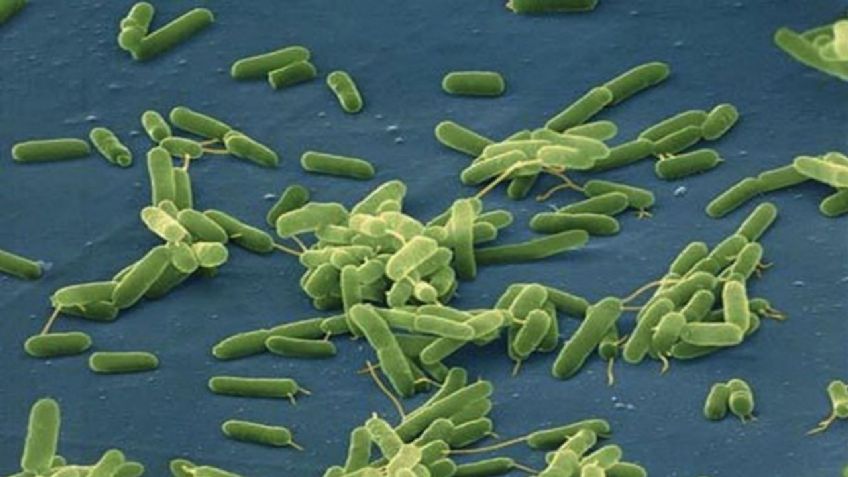 Científicos de EU predicen que la cantidad de bacterias carnívoras se duplicaría para el año 2040