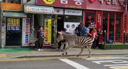 Cebra huye de un zoológico de Corea del Sur al más puro estilo de 'Madagascar'; ya fue rescatada