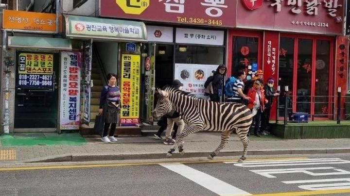 Cebra huye de un zoológico de Corea del Sur al más puro estilo de 'Madagascar'; ya fue rescatada