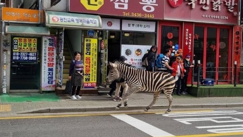 Cebra huye de un zoológico de Corea del Sur al más puro estilo de 'Madagascar'; ya fue rescatada