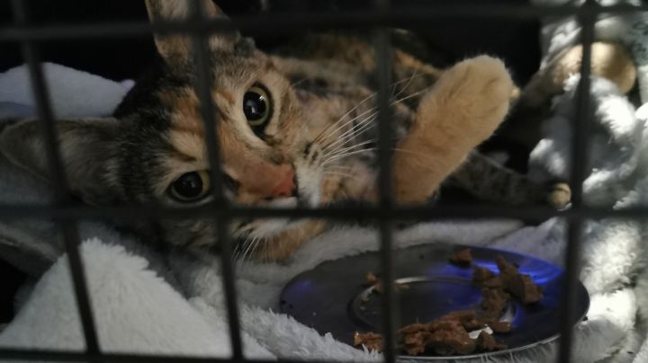 Primero las mascotas: En estos lugares de la Ciudad de México pueden atender a tu perrito gratis