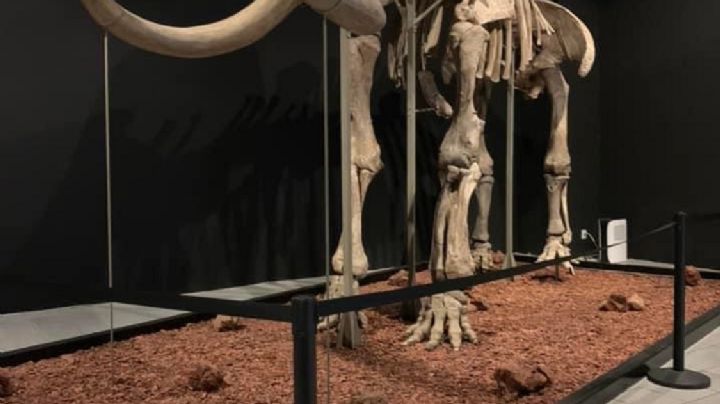 Este es el último día para disfrutar de la exposición del Mamut en Ecatepec, en el Estado de México