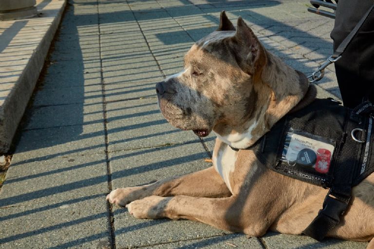 perro de raza pitbull 