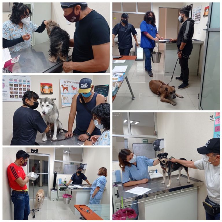 Clínicas veterinarias en la CDMX