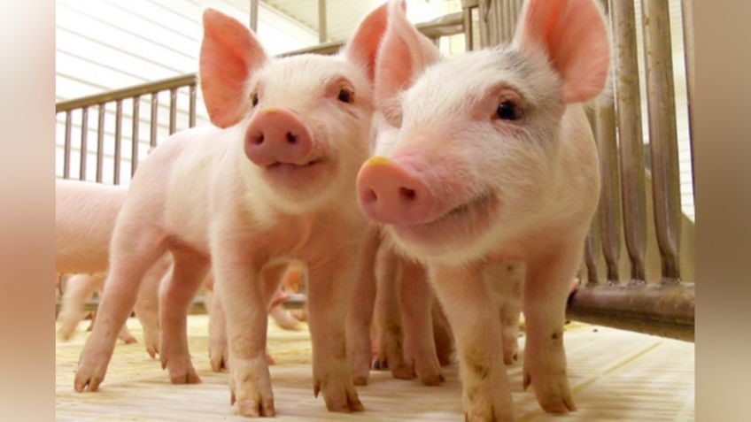 México: La porcicultura se encuentra en riesgo por decisiones federales; el Gobierno mira de lejos