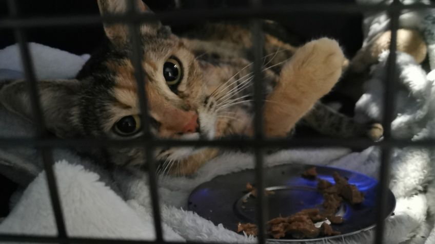 Primero las mascotas: En estos lugares de la Ciudad de México pueden atender a tu perrito gratis