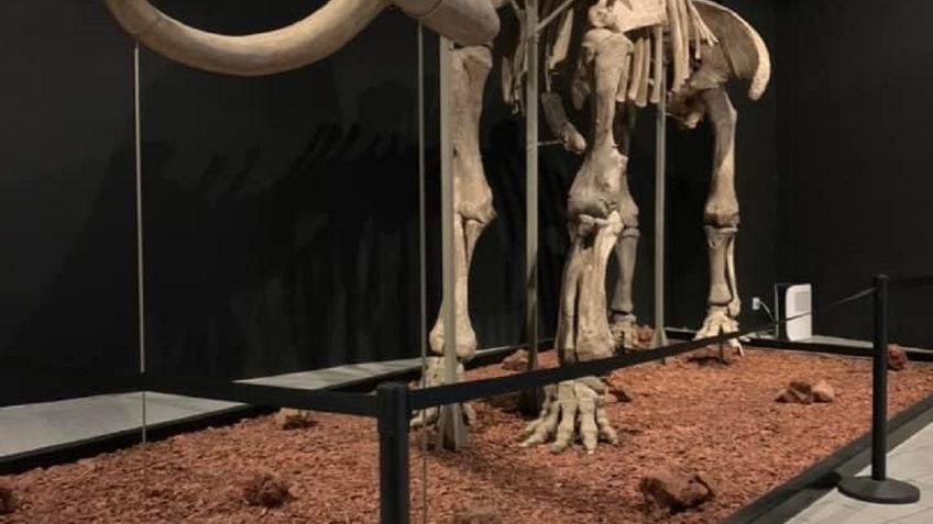 Este es el último día para disfrutar de la exposición del Mamut en Ecatepec, en el Estado de México