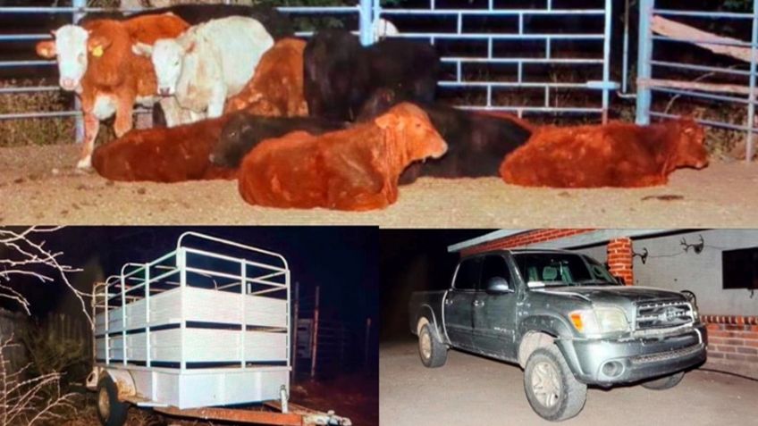 Recuperan nueve becerros robados en cateo a rancho de Guaymas; aseguran auto y remolque