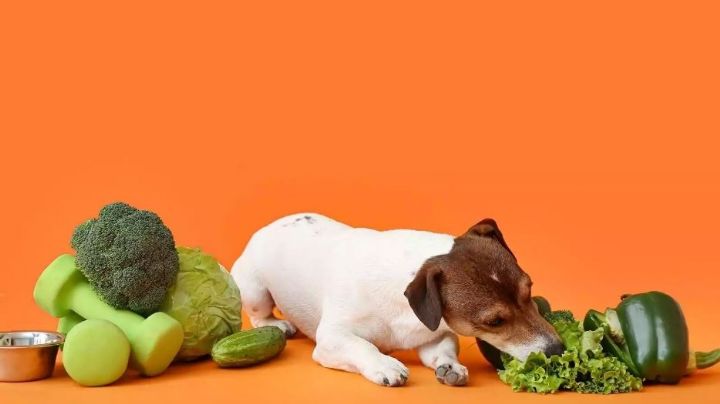 De no creerse: Experta asegura que las mejores golosinas para tu perro son las ¿verduras?