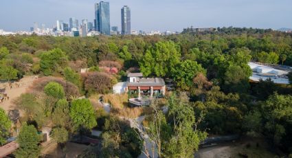 Asiste al Festival del Bosque de Chapultepec y celebra los 100 años del Zoológico; fechas y horarios