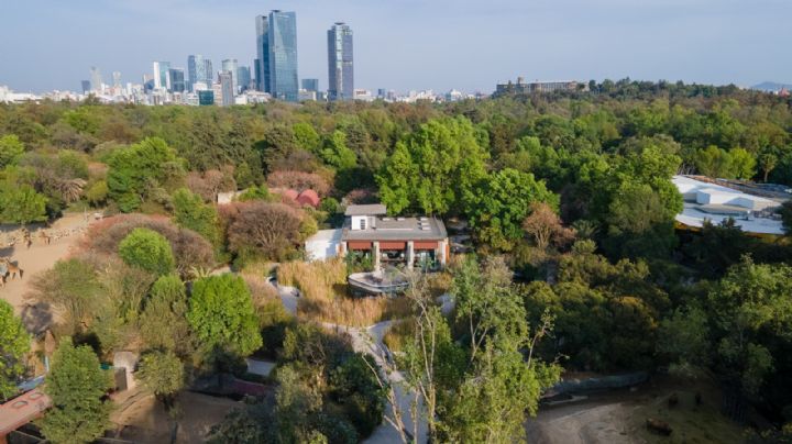 Asiste al Festival del Bosque de Chapultepec y celebra los 100 años del Zoológico; fechas y horarios