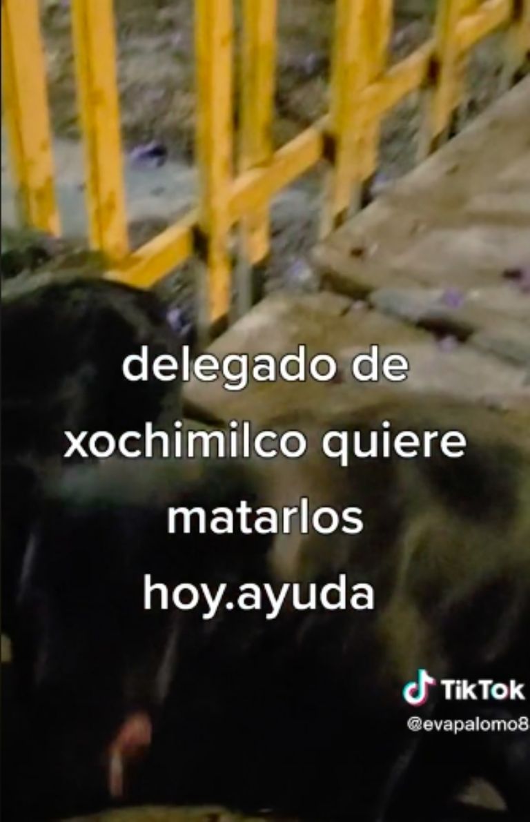 Maltrato animal en Xochimilco 