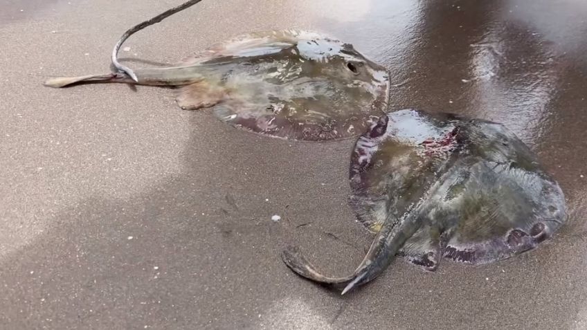 Huatabampo atenta contra la vida marina para proteger a turistas; realizan captura de mantarrayas