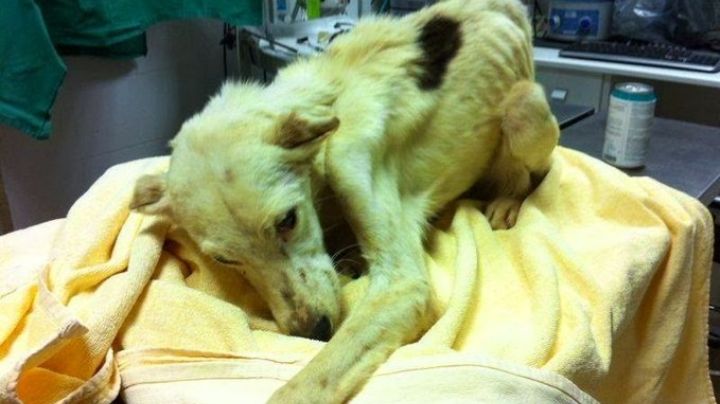 Maltrato Animal en la CDMX: Delitos que serán castigados con hasta 10 años de cárcel