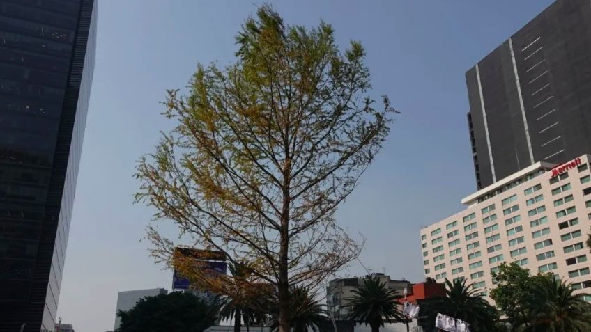 No fueron 2 mil años: Ahuehuete de Reforma murió a los pocos meses de ser plantado